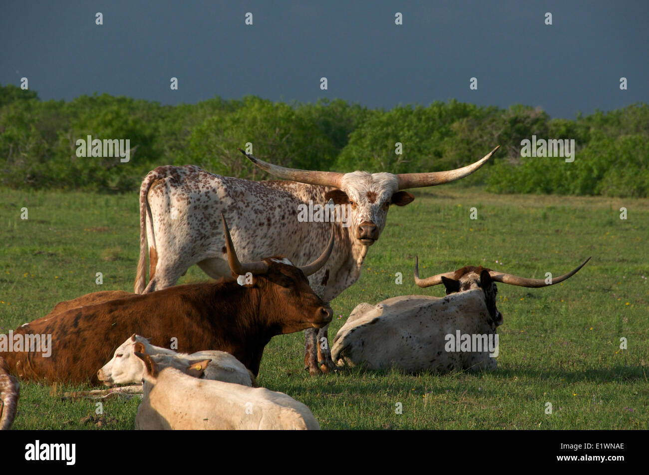Herde von Texas Longhorn Rindern in Ruhe im grünen Sommerwiese. Texas, Nordamerika. Stockfoto