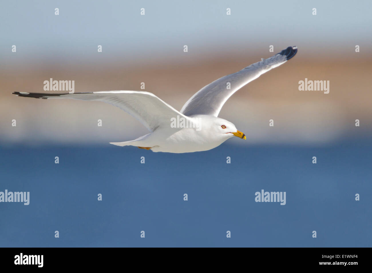 Silbermöwe (Larus Argentatus) fliegen in Churchill, Manitoba, Kanada. Stockfoto