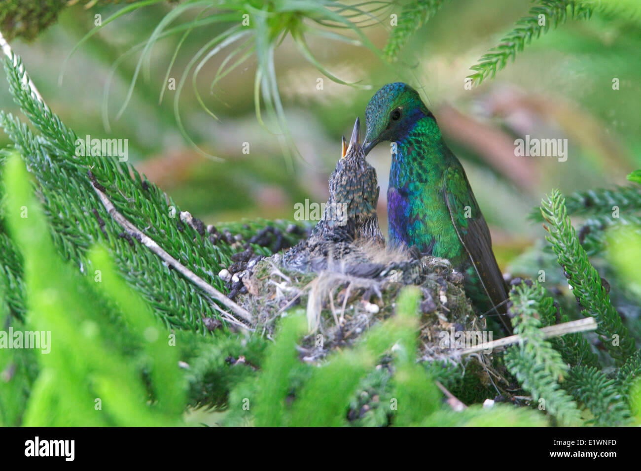 Funkelnde Violetear (Colibri Coruscans) in seinem Nest in Ecuador, Südamerika. Stockfoto