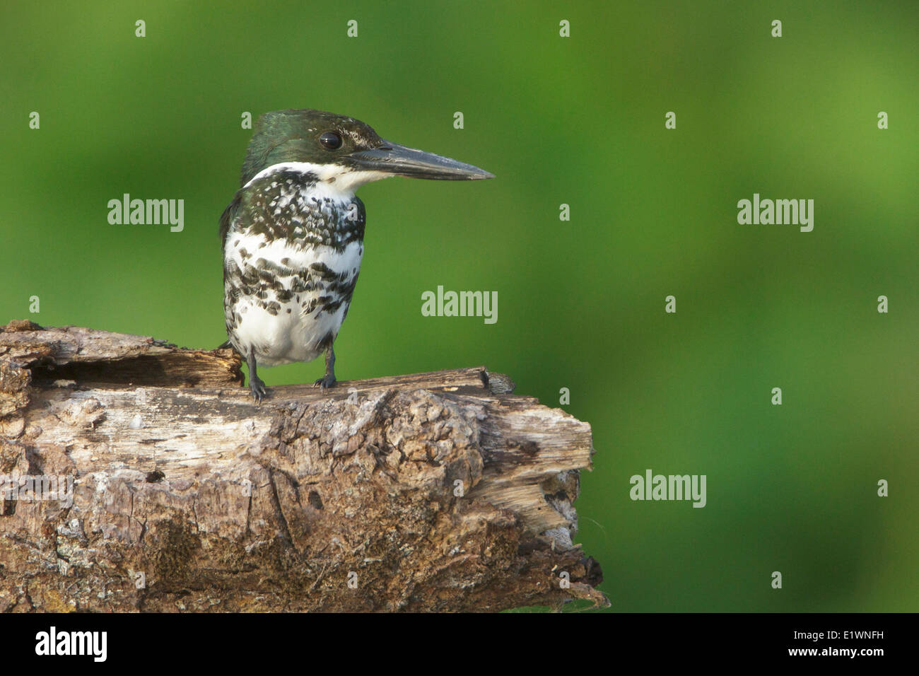 Grün-Eisvogel (Chloroceryle Americana) thront auf einem Ast in Costa Rica, Zentralamerika. Stockfoto