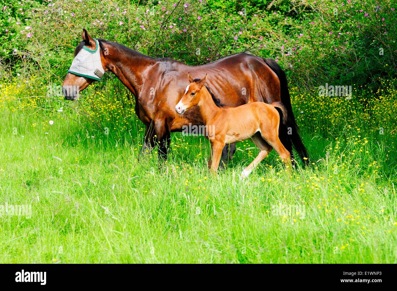 Ein zwei Wochen altes Fohlen trabt neben ihrer Mutter.  Das Fohlen ist 1/2 Standard und 1/2 Quarter Horse. Stockfoto