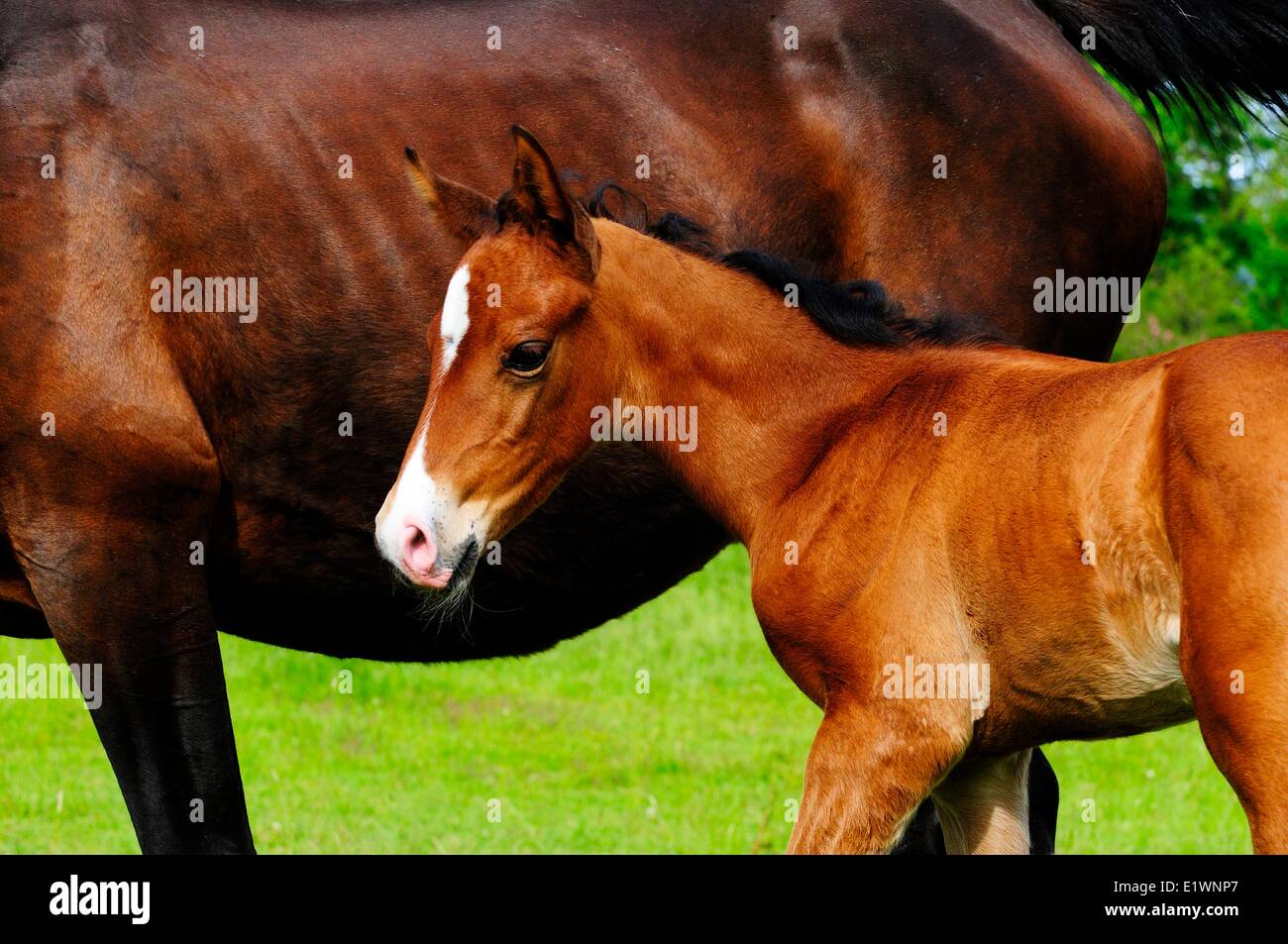 Ein zwei Wochen altes Fohlen steht neben ihrer Mutter.  Das Fohlen ist 1/2 Standard und 1/2 Quarter Horse. Stockfoto