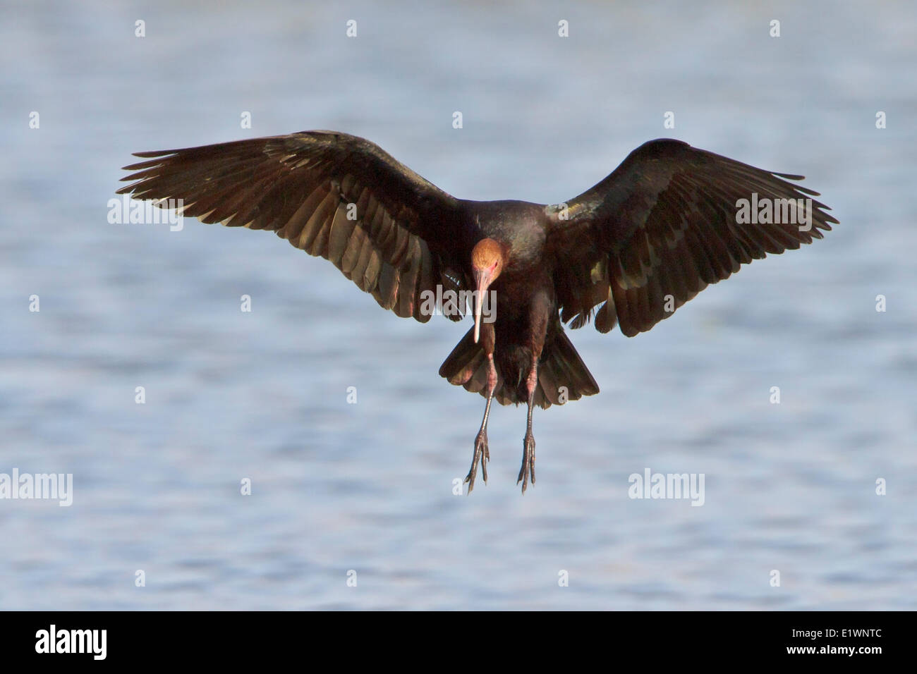 Puna Ibis (Plegadis Ridgwayi) während des Fluges in Bolivien, Südamerika. Stockfoto