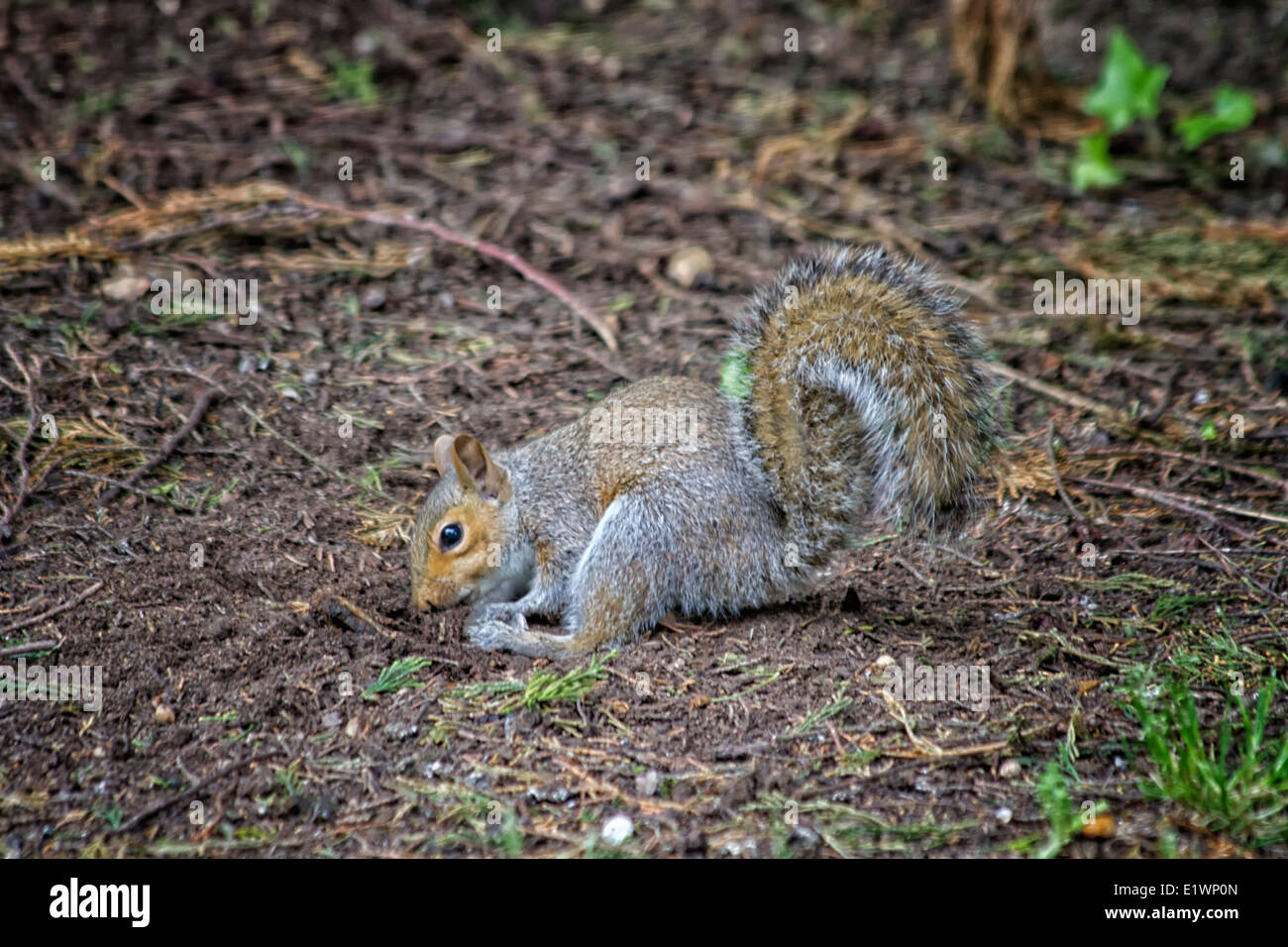 Graue Eichhörnchen Essen an den Mund hält Stockfoto