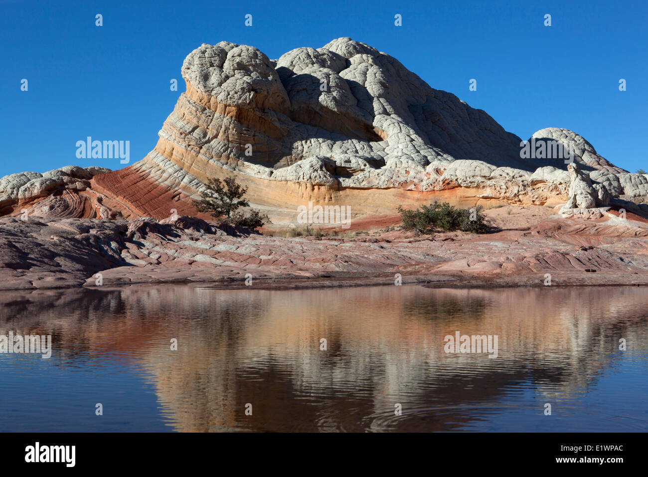 Sandstein spiegelt sich in Tarn an White Tasche, Paria Canyon - Vermillion Cliffs Wilderness, Arizona, Vereinigte Staaten Stockfoto