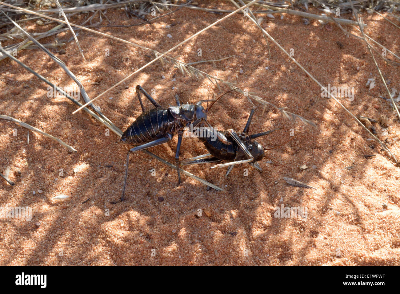 Acanthoplus Discoidalis (gepanzerte Boden / Bush Cricket, Mais Kricket, Setotojane oder Koringkrieke) Kannibalismus Namibia Stockfoto