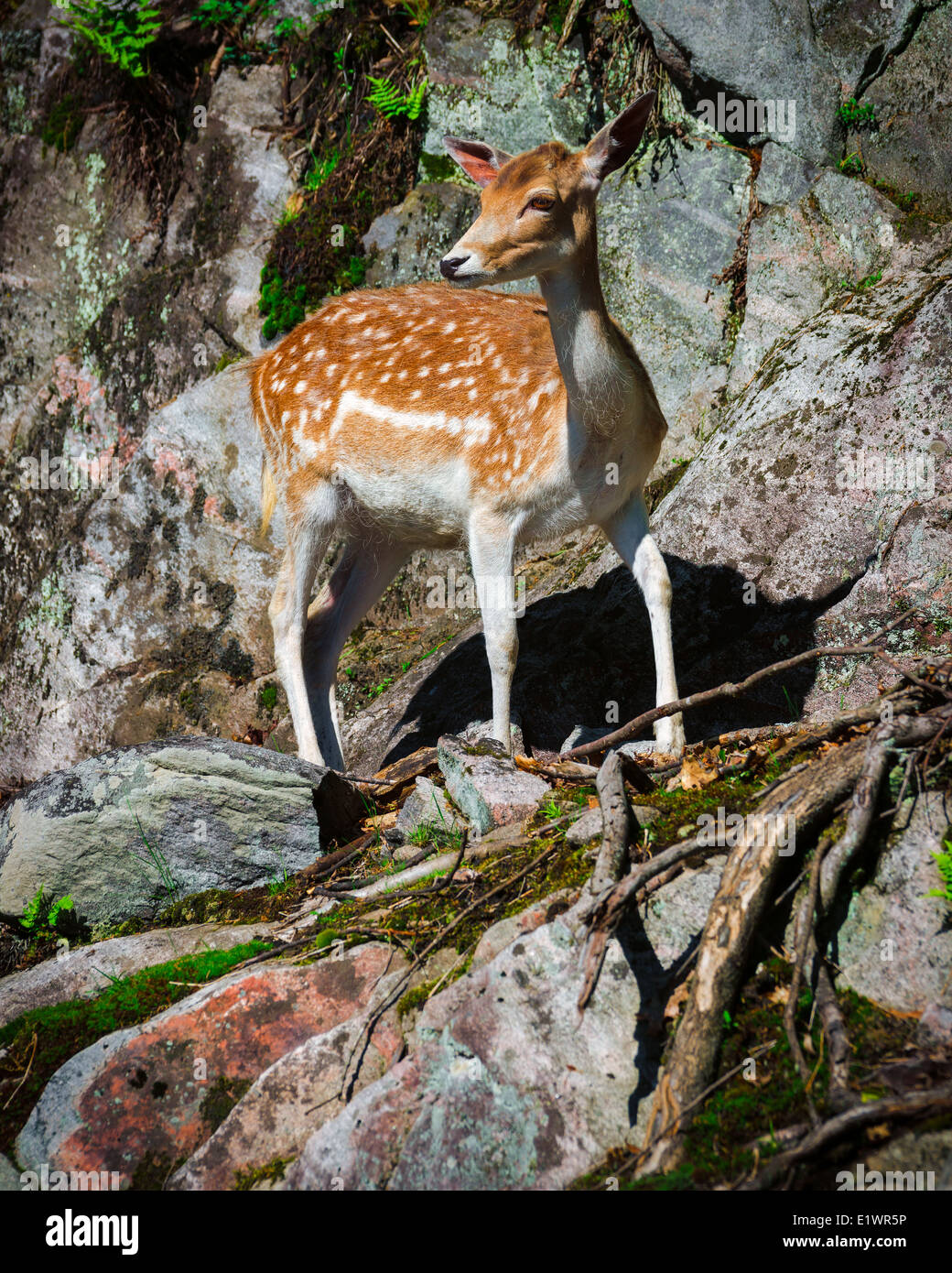 Ein kleines, junges Damwild Rehkitz steht auf einer steinernen Felswand. Stockfoto