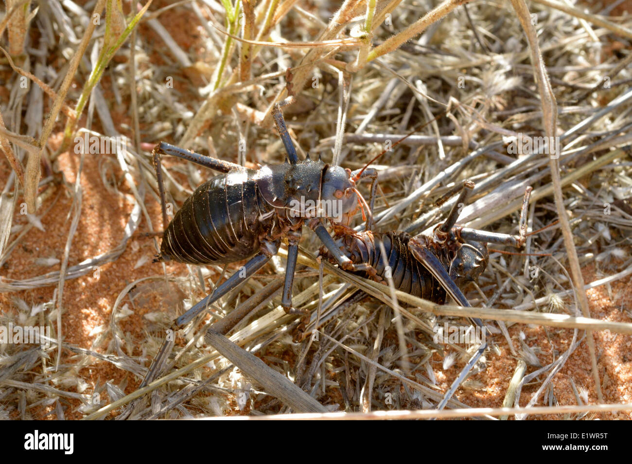 Acanthoplus Discoidalis (gepanzerte Boden / Busch / Mais Cricket, Setotojane / Koringkrieke) Kannibalismus Namibia Stockfoto