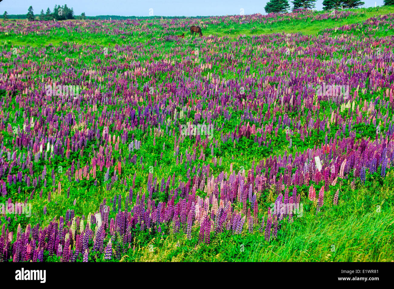 Pferd im Bereich der Lupinen, Norboro, Prince Edward Island, Canada Stockfoto