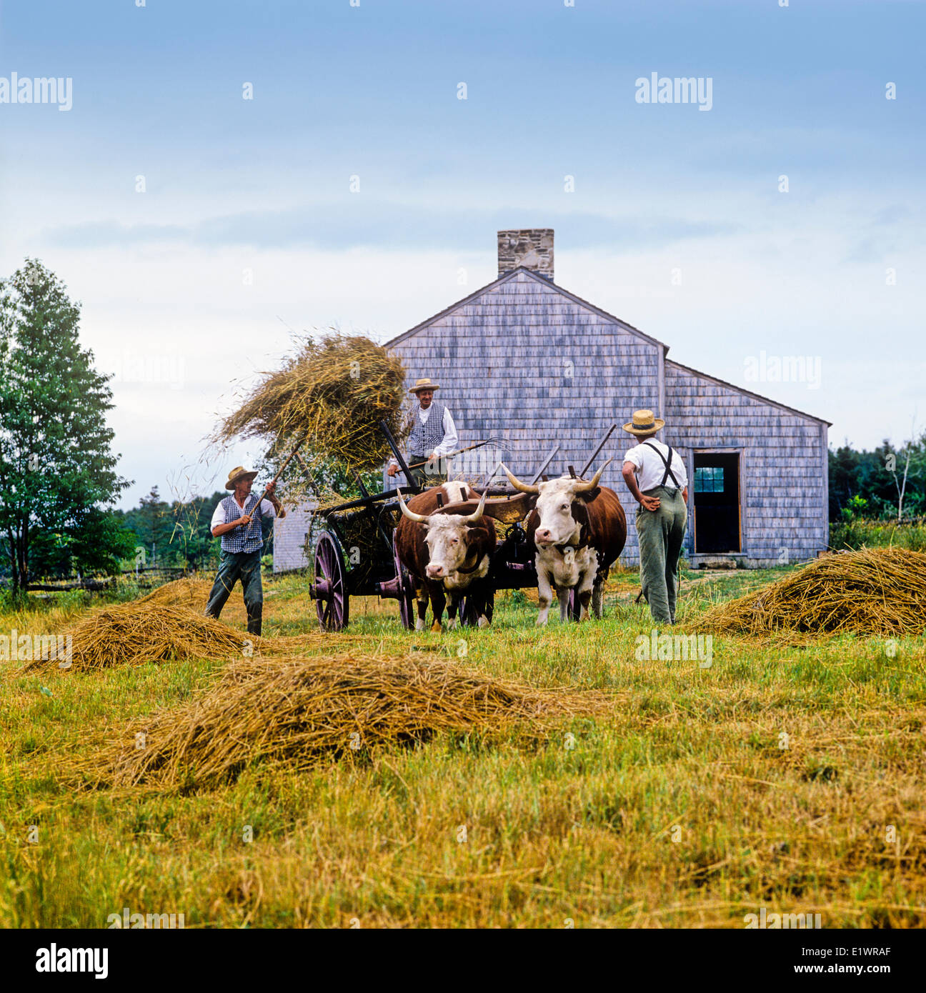 Ochsen Ernte Heu, Kings Landing historische Siedlung St. John River, New Brunswick, Kanada Stockfoto