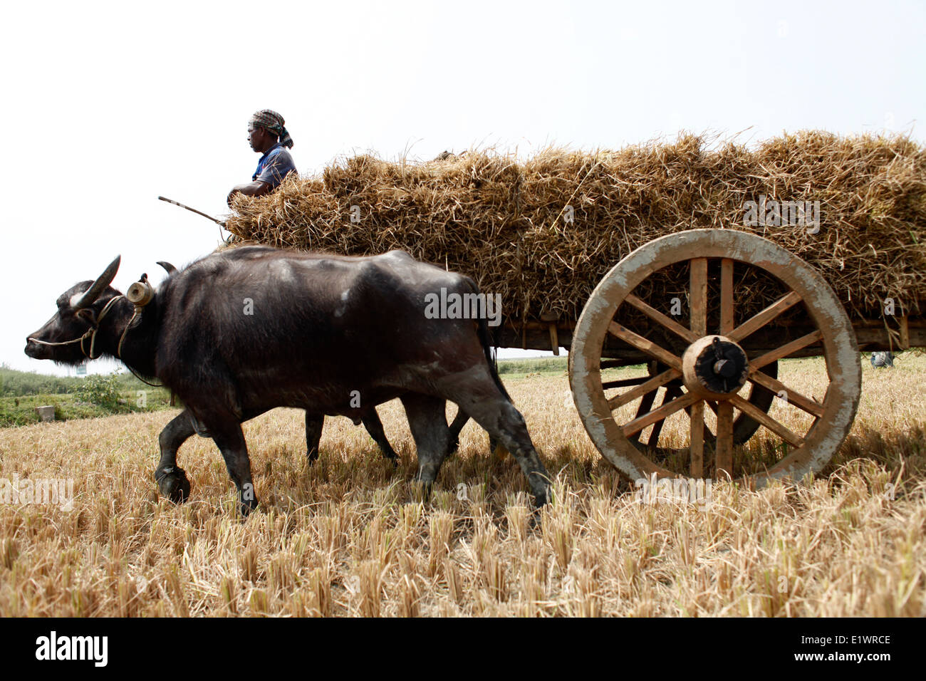Aus Saison: Landwirt sind beschäftigt mit Reis-Sammlung Stockfoto