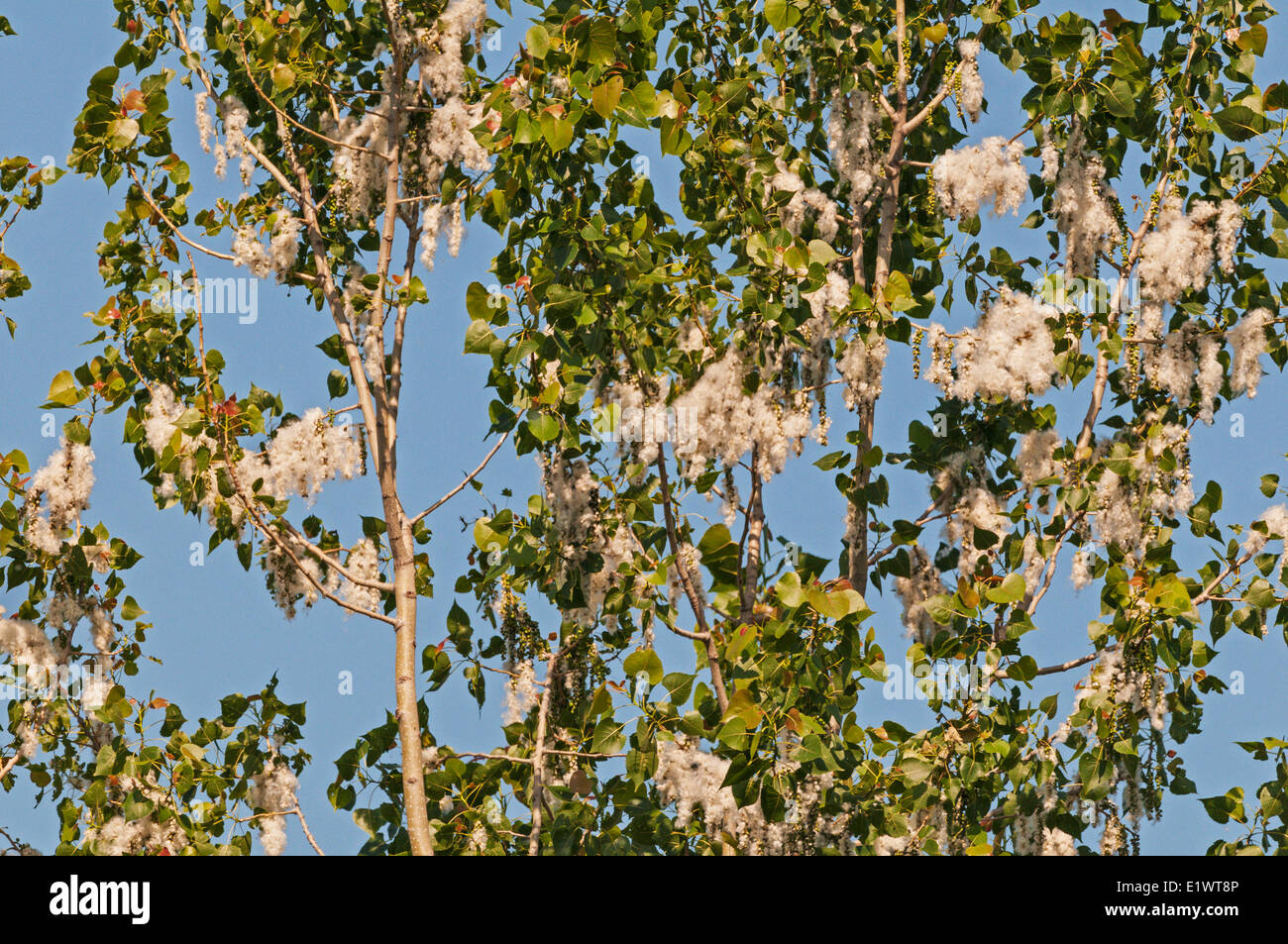 Östlichen Cottonwood (Populus Deltoides) Samen in Catkin-Frucht enthalten. Carolinian Wald in Niagara-Region. Short Hills Stockfoto
