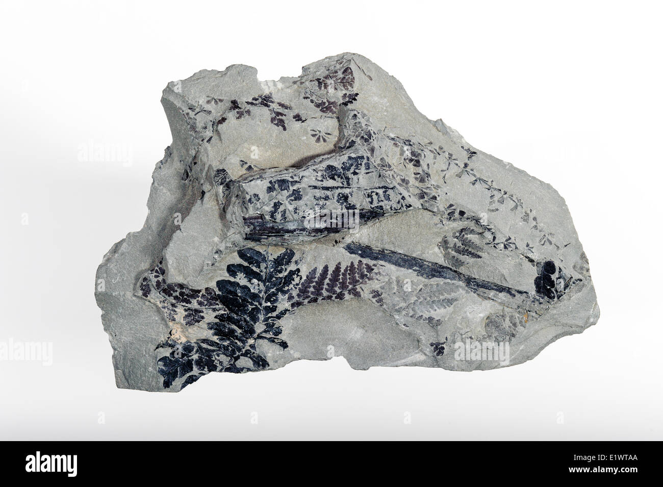 Farn Fossil. Die Bucht Fundy Becken zählt die meisten fossilen reichen Einlagen in der westlichen Hemisphäre. Minas Basin Nova Scotia Kanada. Stockfoto