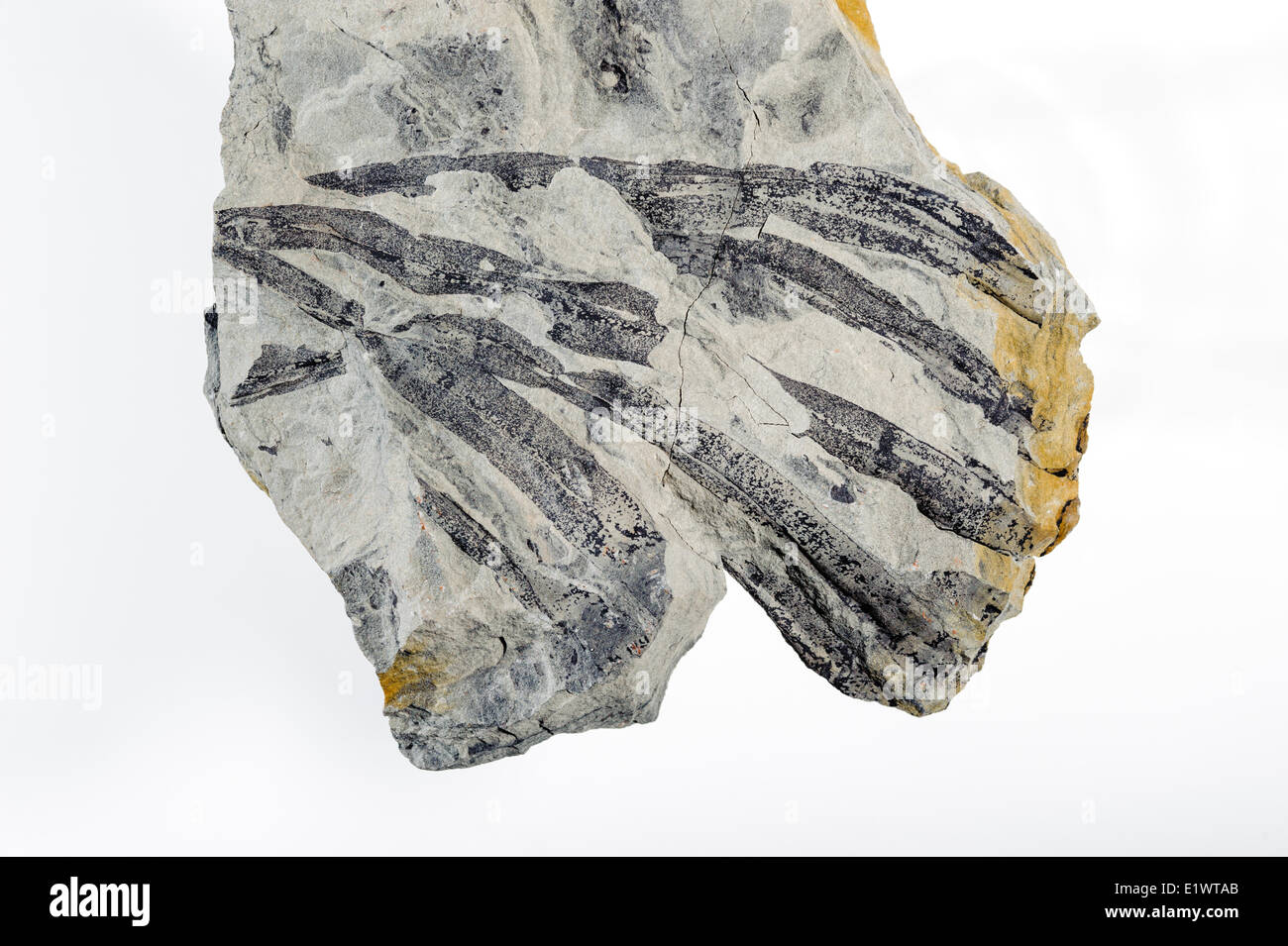 Fossile Pflanzen. Die Bucht Fundy Becken zählt die meisten fossilen reichen Einlagen in der westlichen Hemisphäre. Minas Basin Nova Scotia Stockfoto