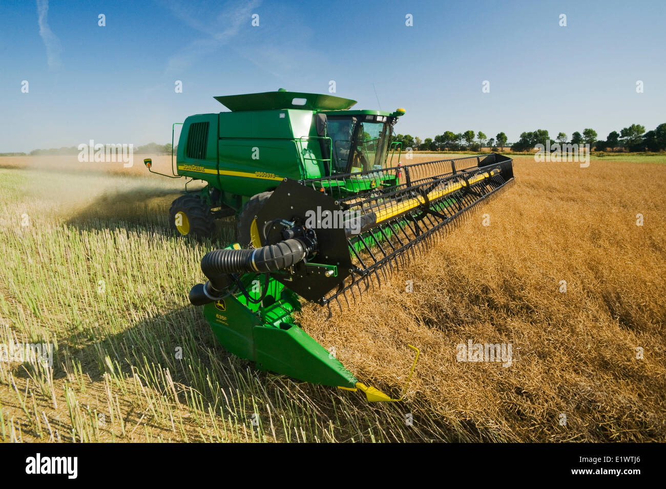 ein Mähdrescher gerade schneidet ein stehenden Raps Feld bei der Ernte, in der Nähe von Niverville, Manitoba, Kanada Stockfoto