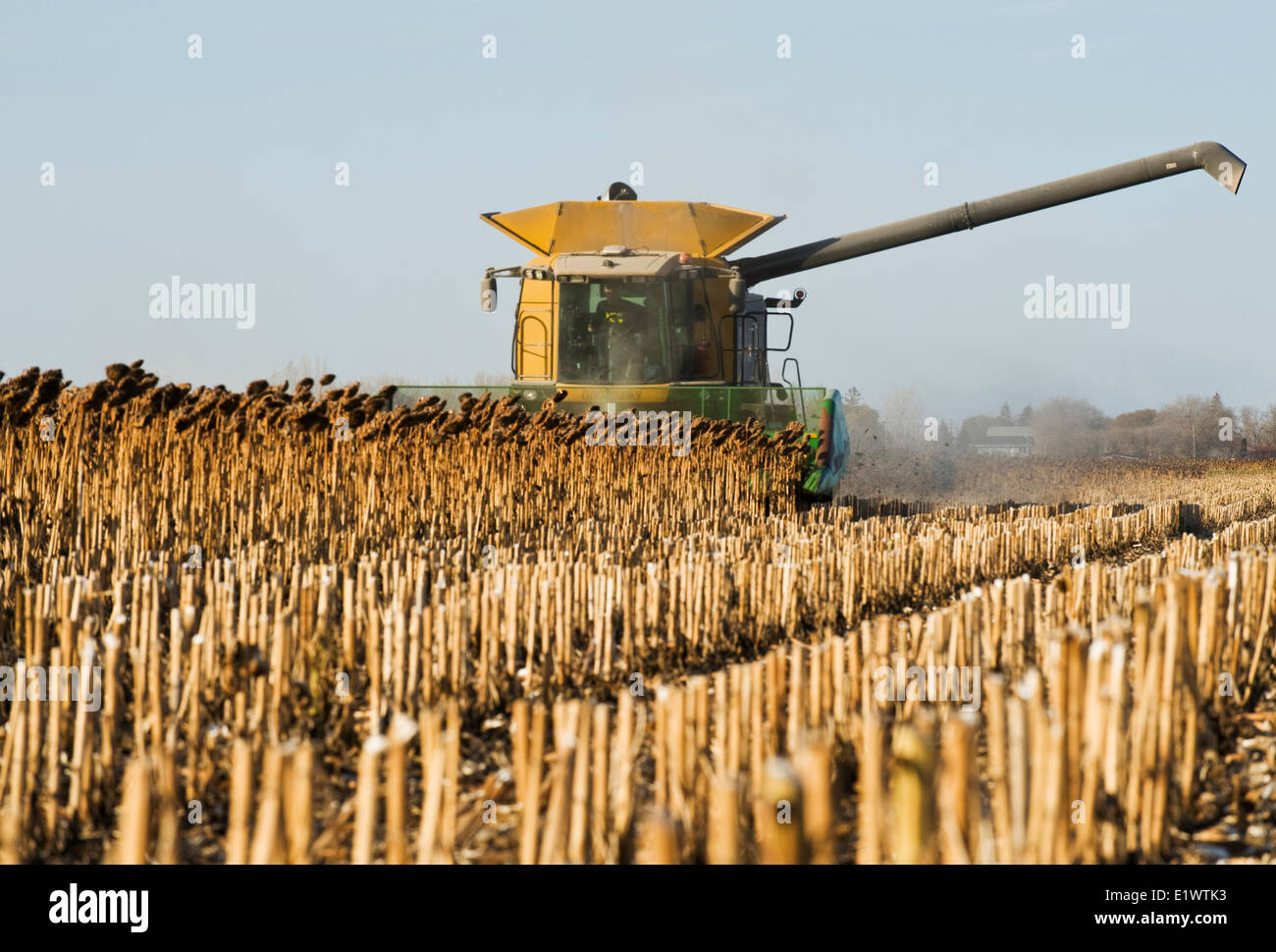 ein Mähdrescher arbeitet in einem Reifen, bereit schwarze Öl Sonnenblumenöl Erntefeld, in der Nähe von Dugald, Manitoba, Kanada Stockfoto