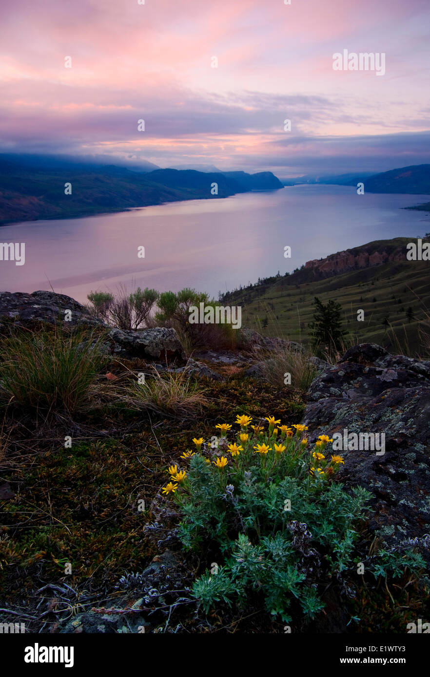 Wildblumen, Kamloops Lake in der Nähe von Kamloops, Britisch-Kolumbien, Kanada. Stockfoto