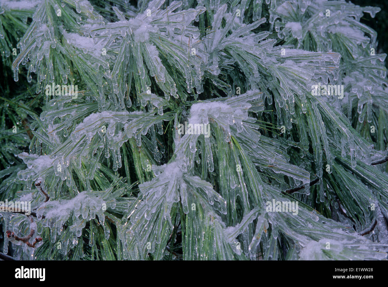 Weymouths-Kiefer (Pinus Strobus) Nadeln nach Eissturm. Zentrales Ontario, Kanada. Stockfoto Weymouths-Kiefer (Pinus Strobus) Nadeln nach Eissturm. Zentrales Ontario, Kanada. Stockfoto