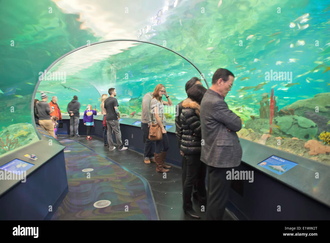 Ripley es Aquarium Toronto, Ontario; Kanada-Sealife-Aquarium Stockfoto