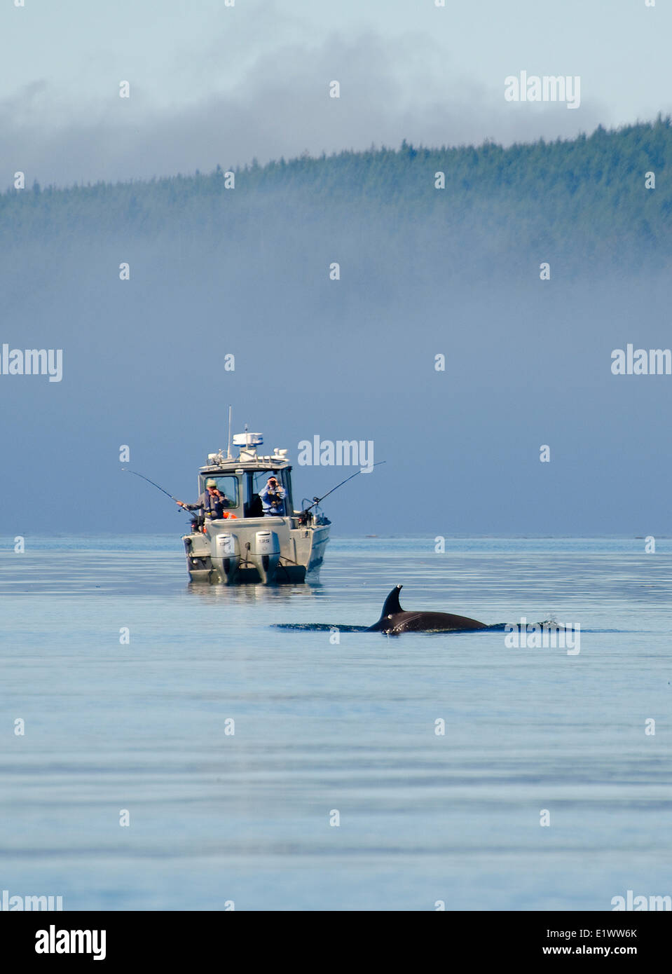 Orca Sichtung, Johnstone Strait, Vancouver Island, British Columbia, Kanada. Stockfoto