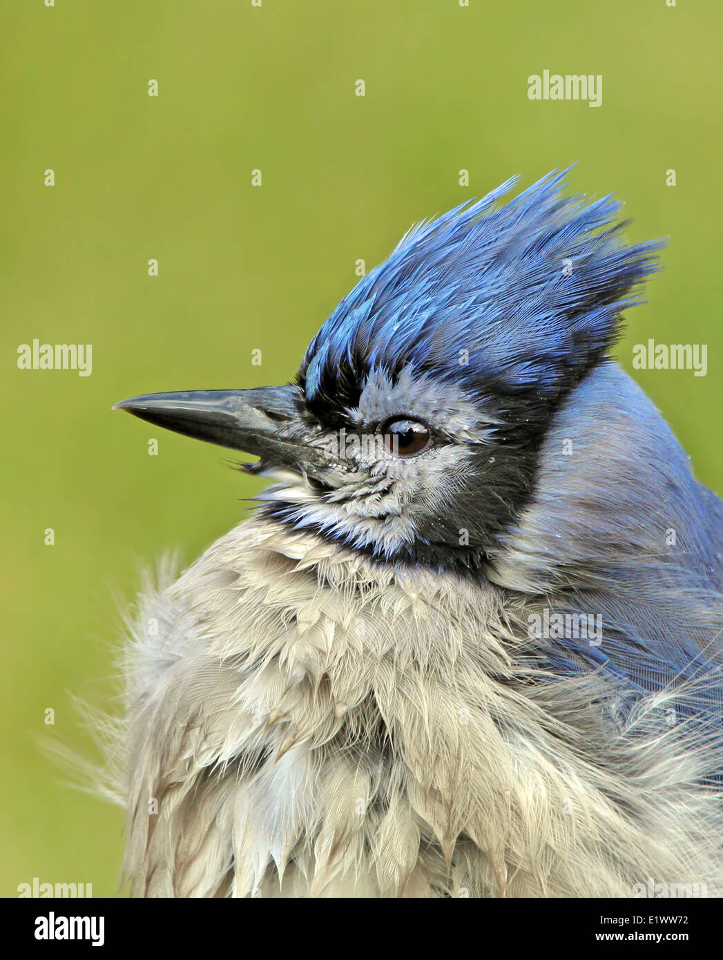 Blue Jay, Cyanocitta Cristata, Porträt, in Saskatoon, Saskatchewan, Kanada Stockfoto