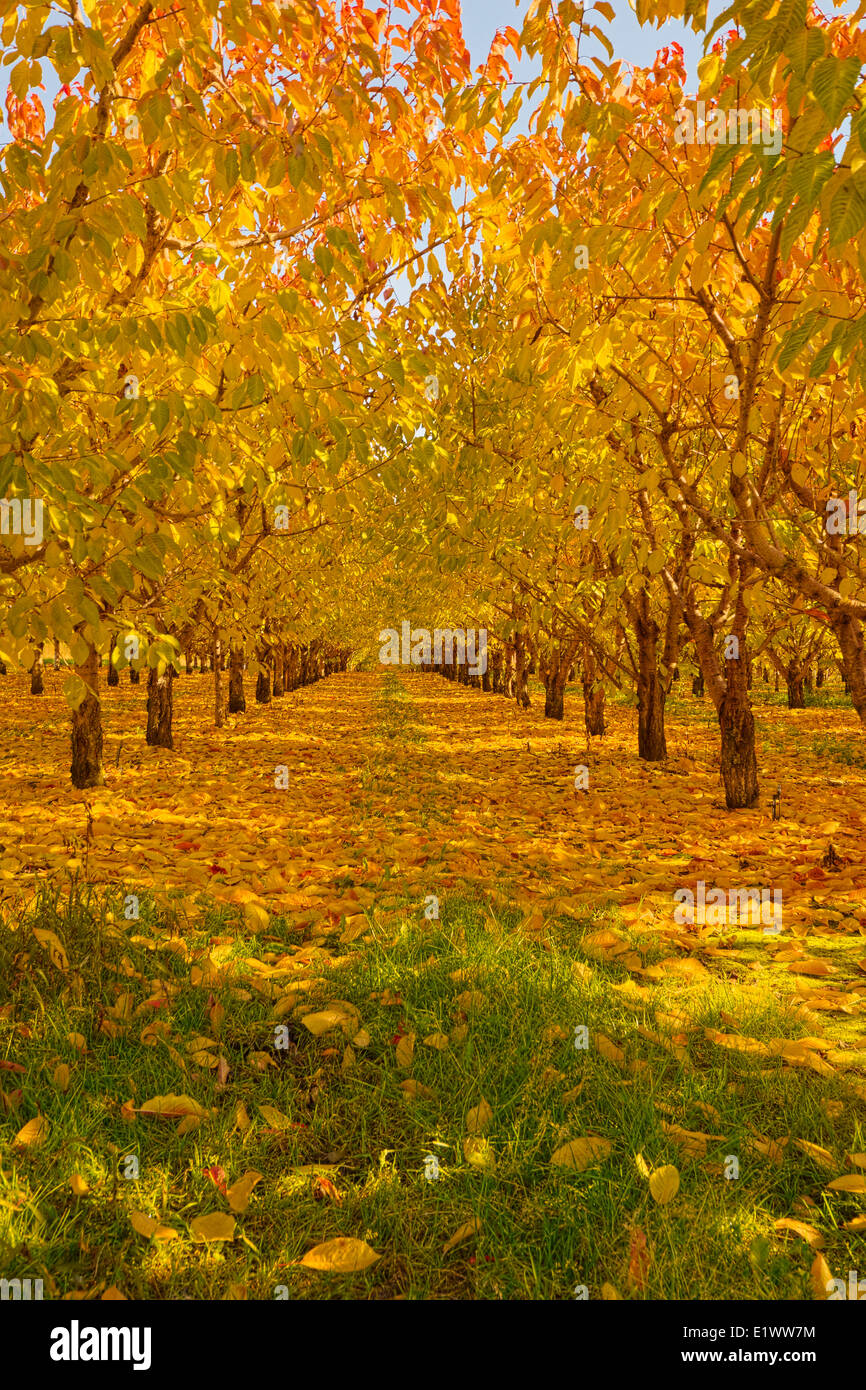 Vernon BC--Herbstfarben im Obstgarten beleuchtet durch Nachmittagssonne--Landstraßen zurück Stockfoto