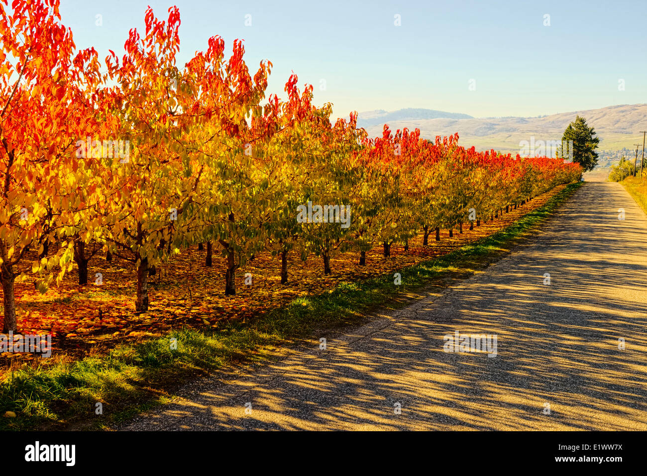 Vernon BC--Nachmittagssonne mit Ende Oktober Herbstlaub auf Obstbaum im Obstgarten--rot-gelb-grün 3 verschiedene Bands der Farbe Stockfoto