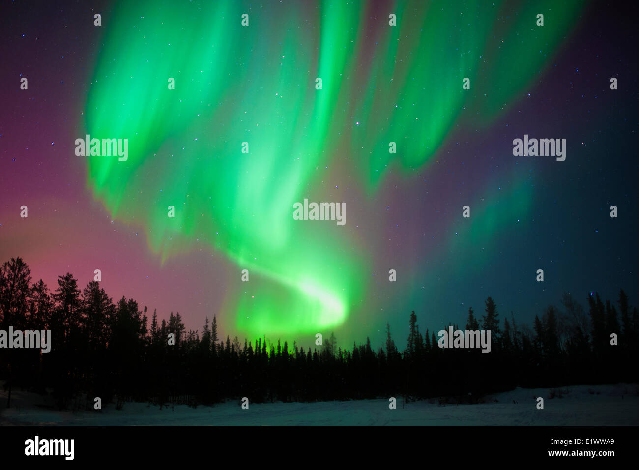 Aurora Borealis (Nordlicht), borealen Wald, Yellowknife Umgebung, NWT, Kanada Stockfoto