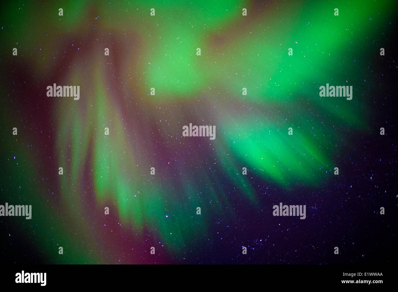 Aurora Borealis (Nordlicht), borealen Wald, Yellowknife Umgebung, NWT, Kanada Stockfoto