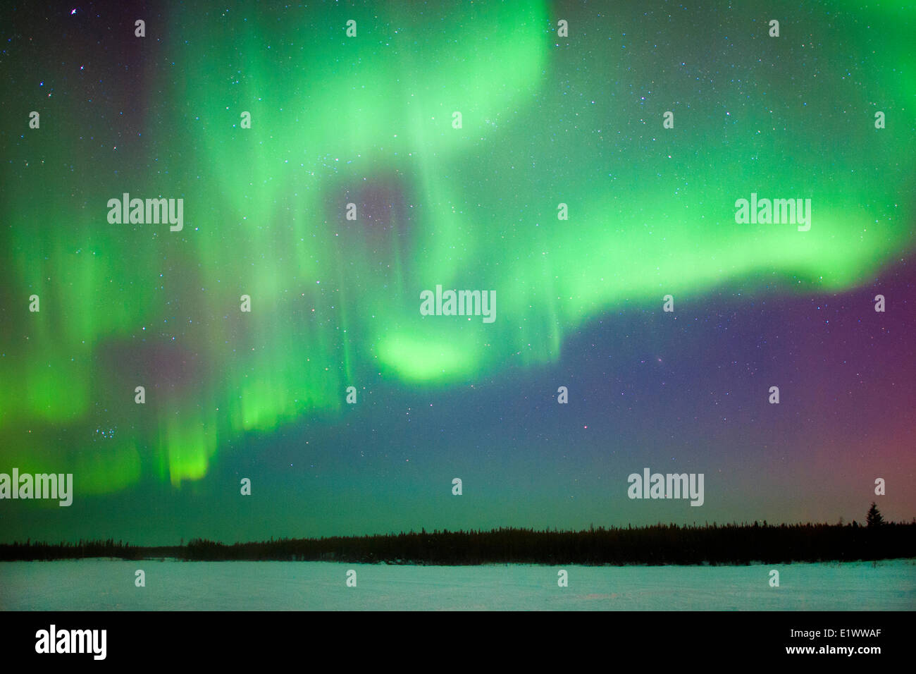 Aurora Borealis (Nordlicht), borealen Wald, Yellowknife Umgebung, NWT, Kanada Stockfoto