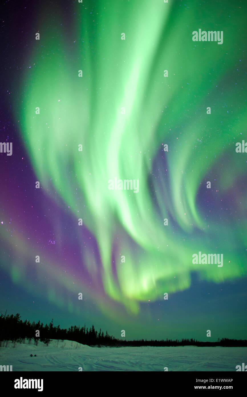 Aurora Borealis (Nordlicht), borealen Wald, Yellowknife Umgebung, NWT, Kanada Stockfoto