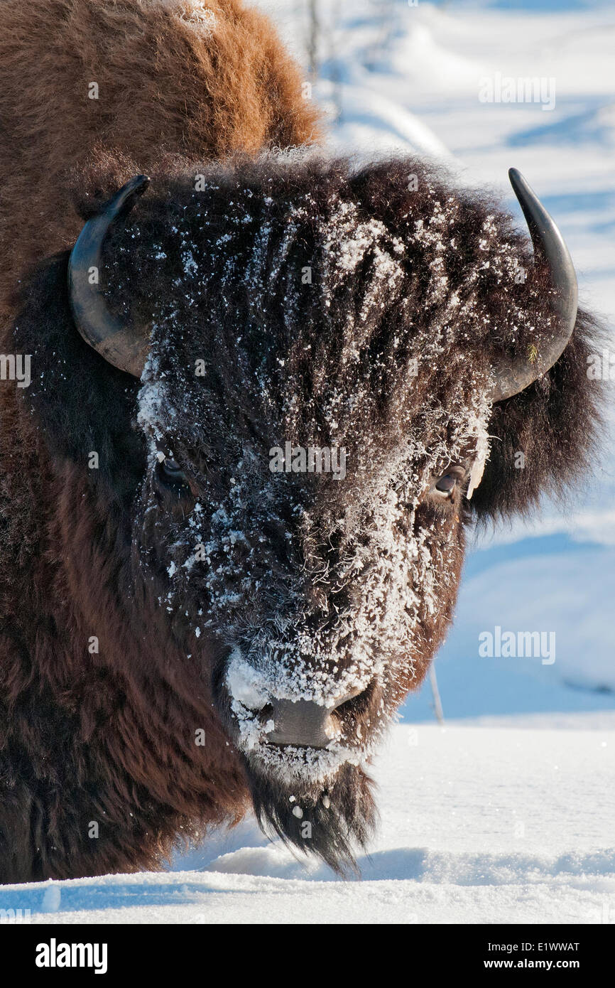 Überwinternde Holz Bison, (Bison Bison Athabascae), MNacKenzie Bison Sanctuary, NWT, arktischen Kanada Stockfoto