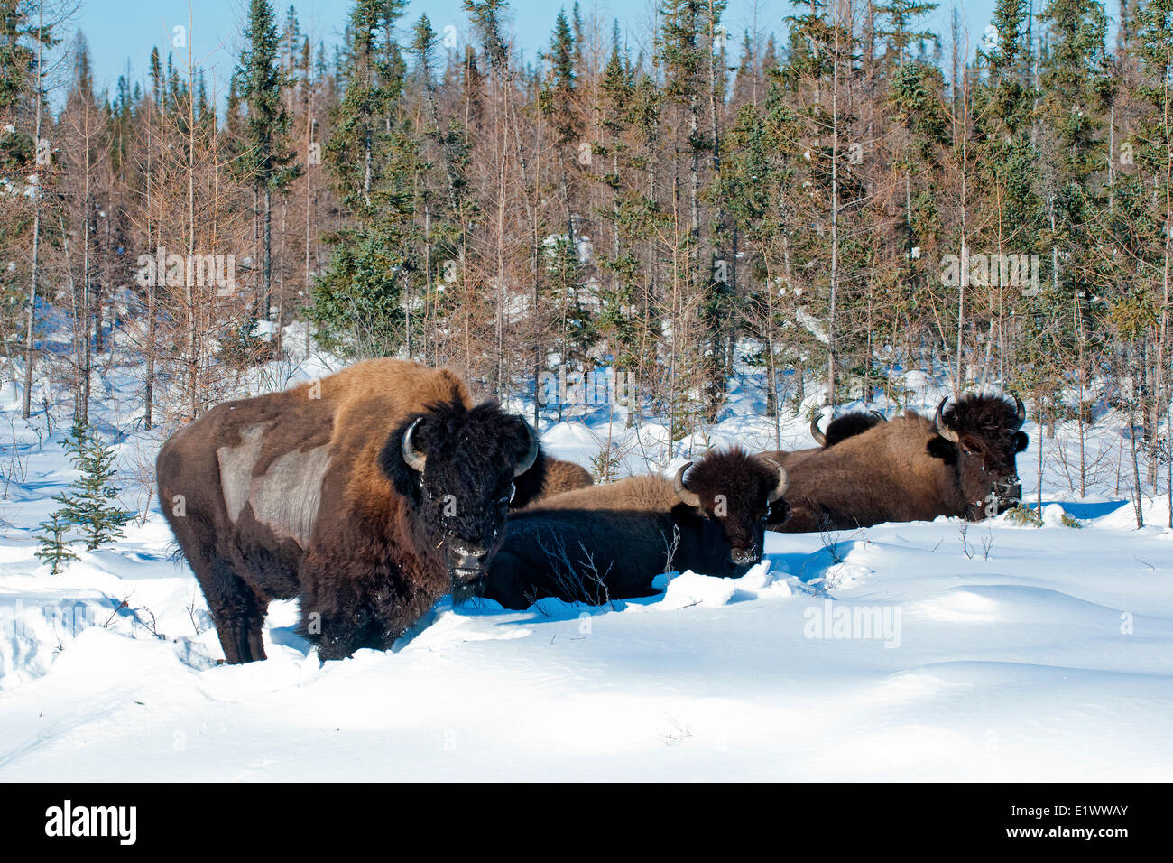 Überwinternde Holz Bison, (Bison Bison Athabascae), MNacKenzie Bison Sanctuary, NWT, arktischen Kanada Stockfoto