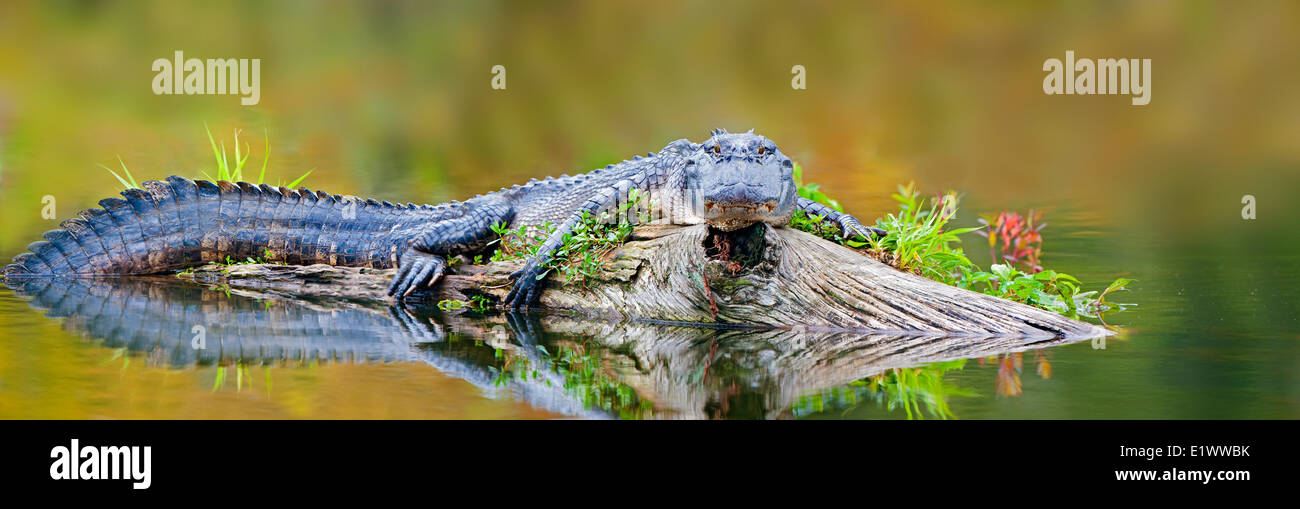 Sonnen sich amerikanische Alligator (Alligator Mississippiensis), Achafalaya Sumpf, südlichen Louisiana, USA Stockfoto