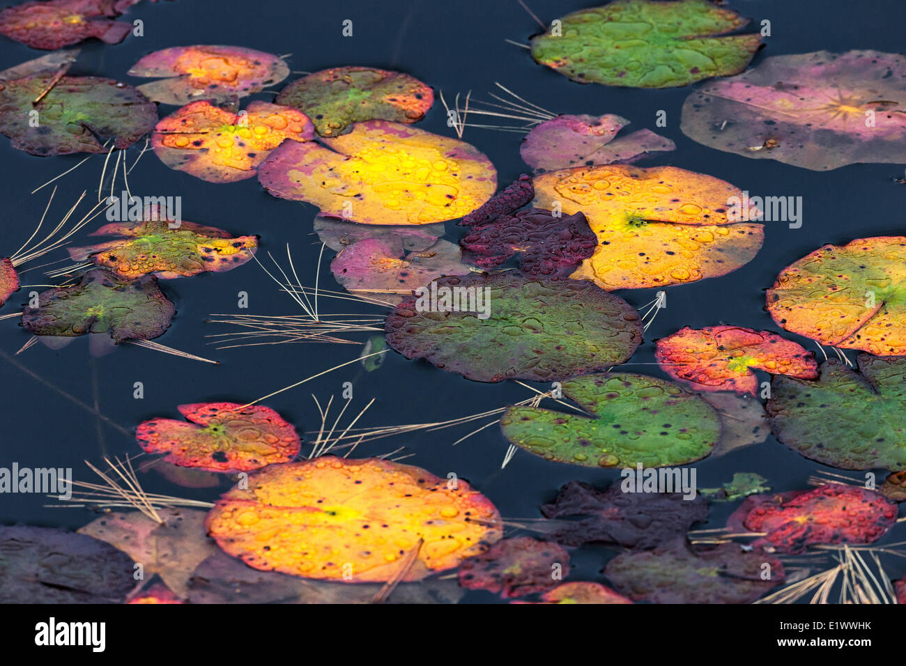 Bunte Seerosen im Teich, Algonquin Park, Ontario. Stockfoto