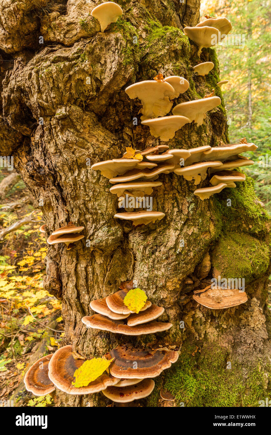 Pilz wächst in Hülle und Fülle auf einem alten Baumstumpf auf einem Trail im Algonquin Park, Ontario. Stockfoto