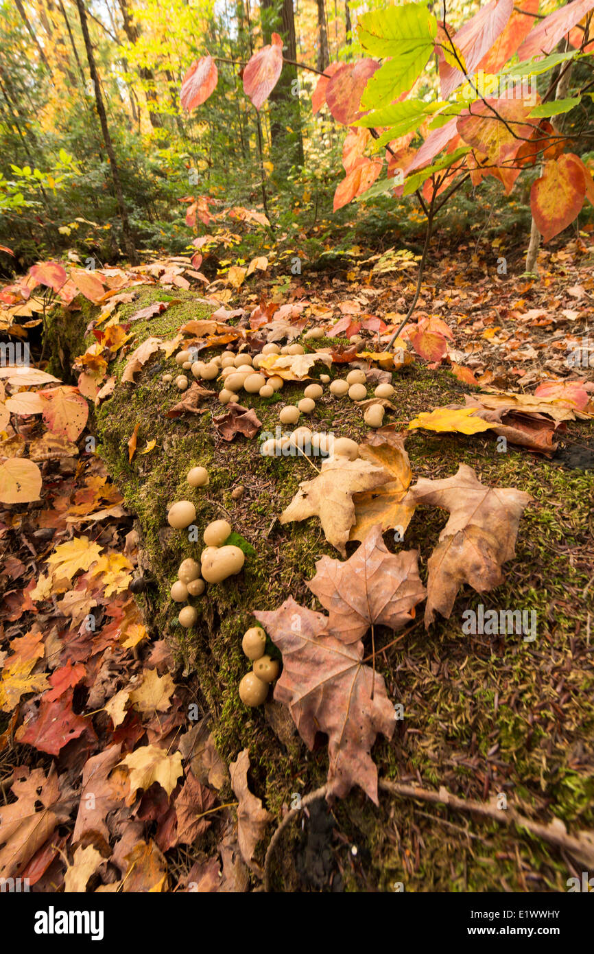 Laub und Pilzen liegen auf einem gefallenen Moos bedeckt Baumstamm in Algonquin Park, Ontario. Stockfoto