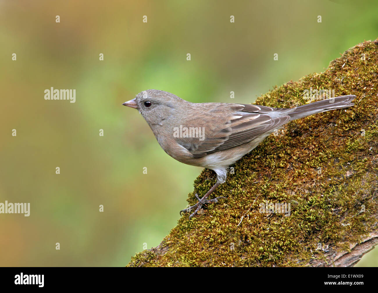 Dunkel-gemustertes Junco, Junco Hyemalis, thront auf einem moosigen Baumstamm in Saskatchewan, Kanada Stockfoto