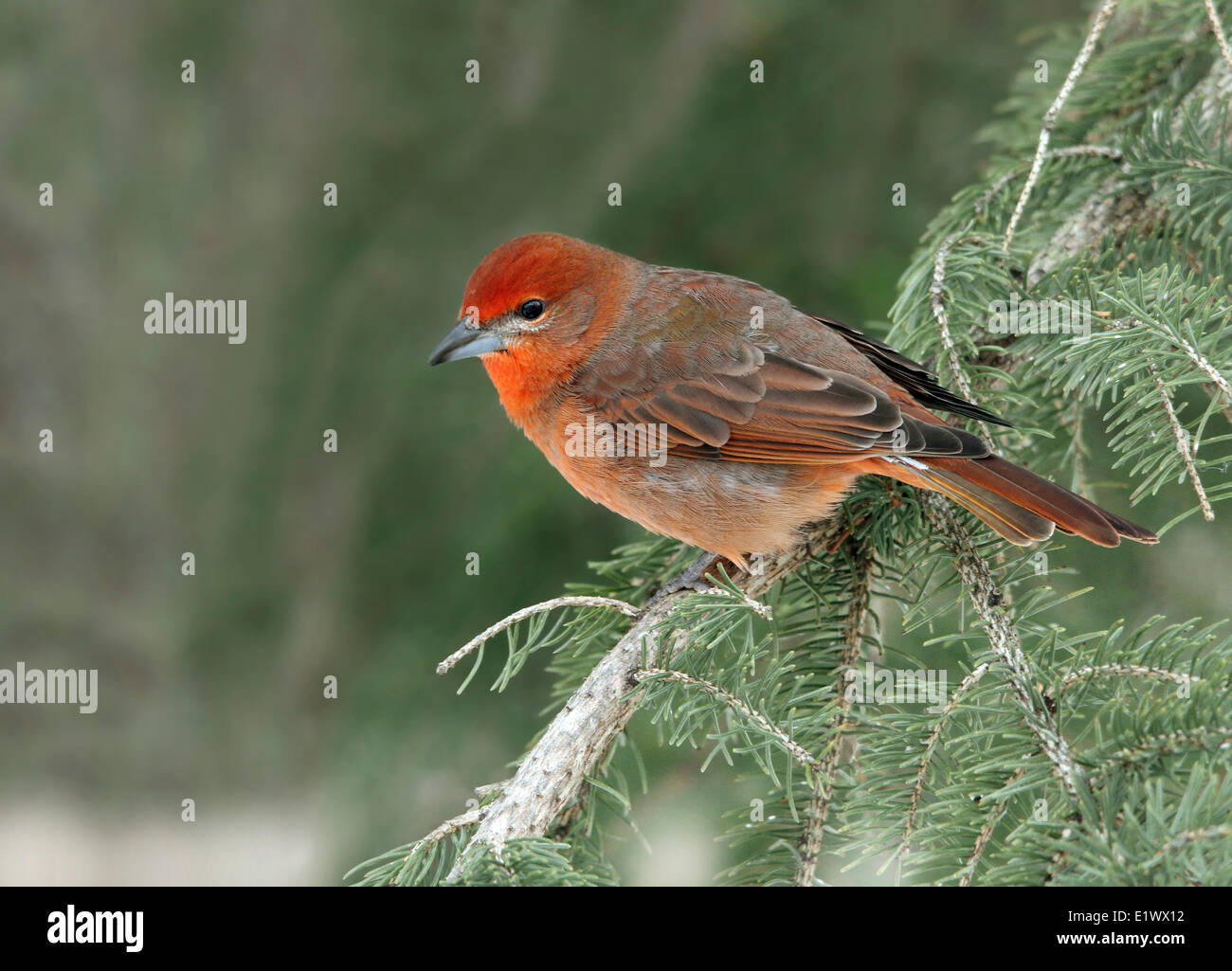 Hepatische Tanager Piranga Flava gehockt eine Fichte in Saskatchewan, Kanada Stockfoto