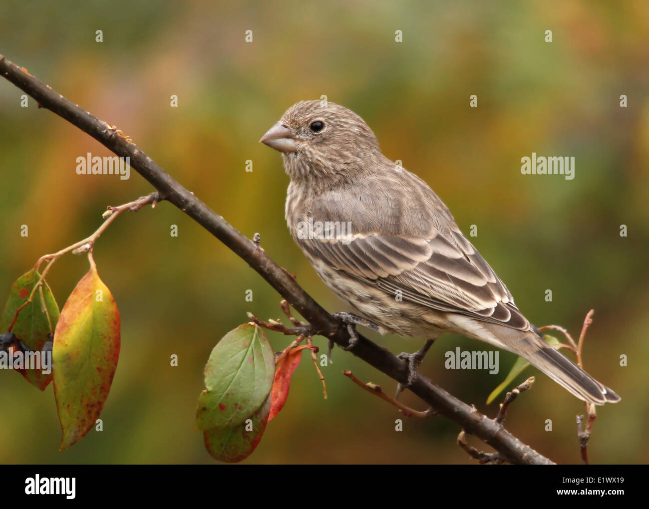 Haus Fink, Carpodacus Mexicanus, weiblicher Vogel thront in Saskatoon, Saskatchewan Stockfoto