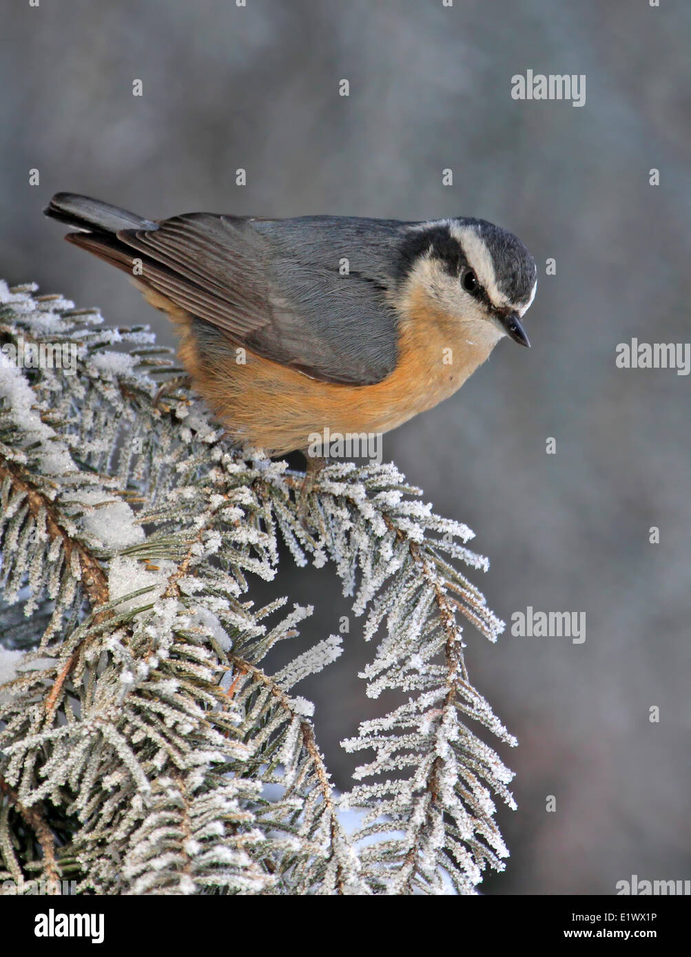 Red-breasted Kleiber Sitta Canadensis, thront auf einer Fichte in Saskatchewan. Stockfoto