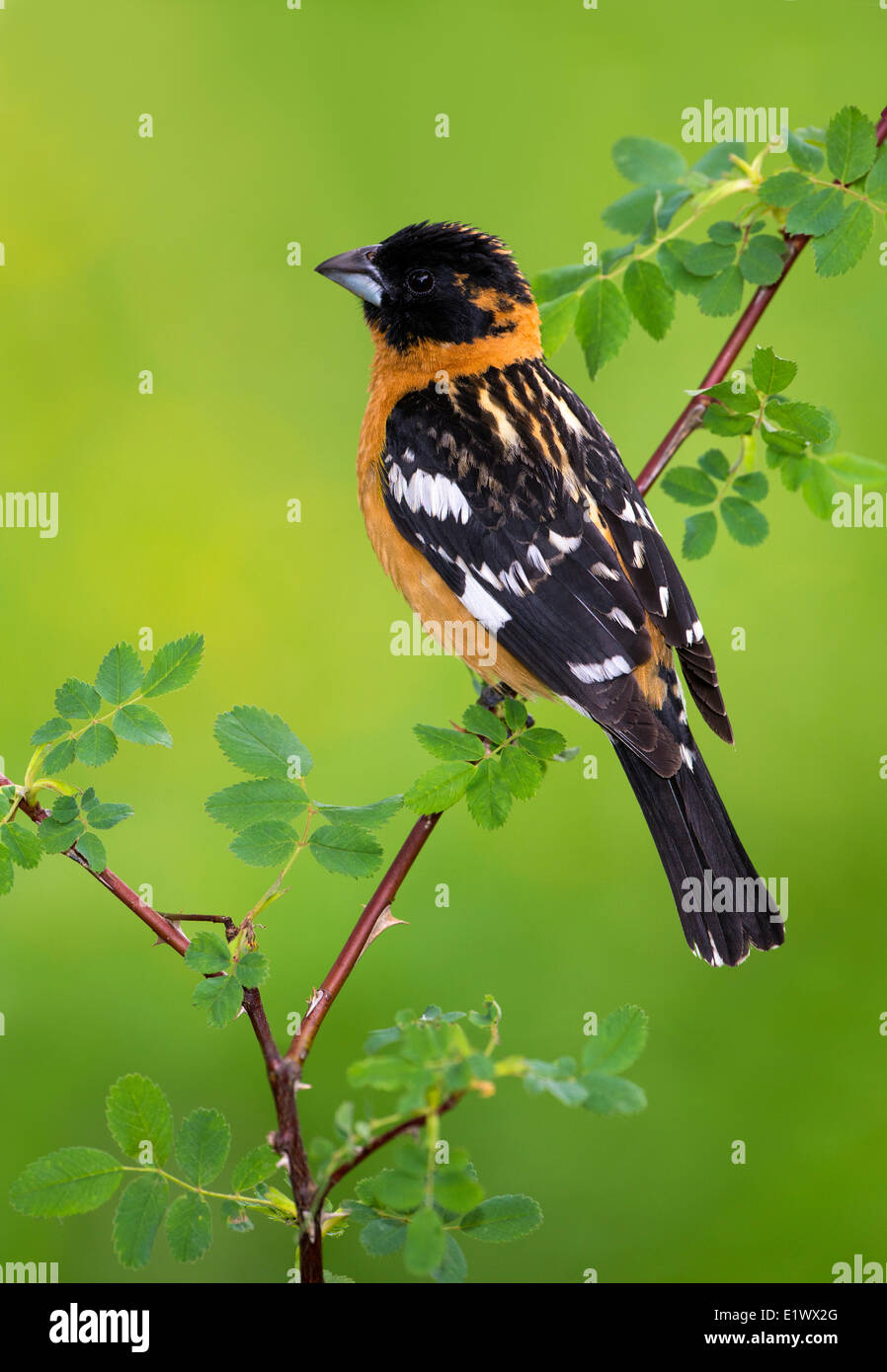 Männliche Black-headed Kernbeißer auf Barsch - Saanich BC Stockfoto