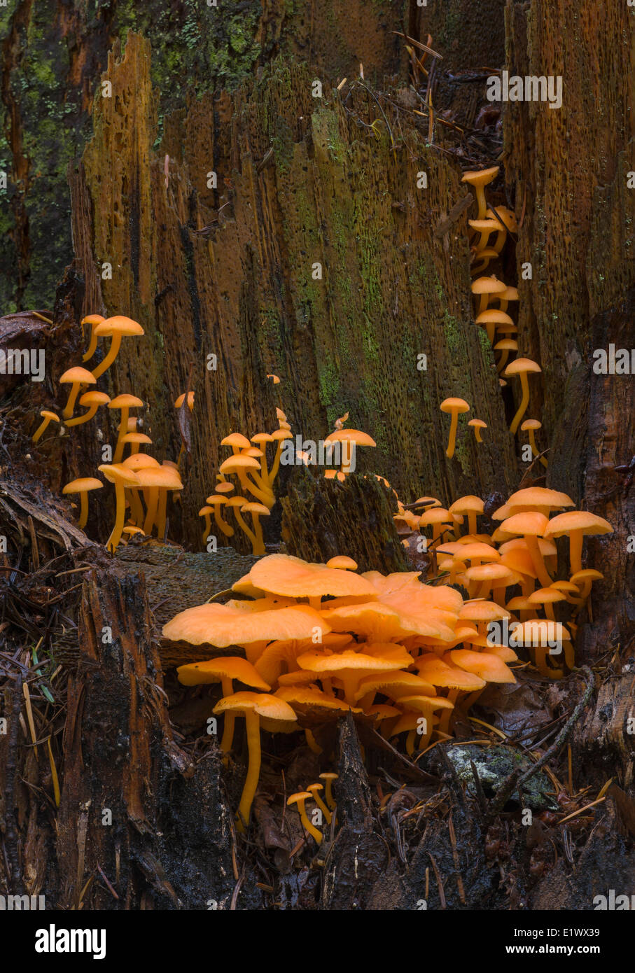 Chrysomphalina Aurantiaca Pilze - Beaver Lake Victoria BC Stockfoto