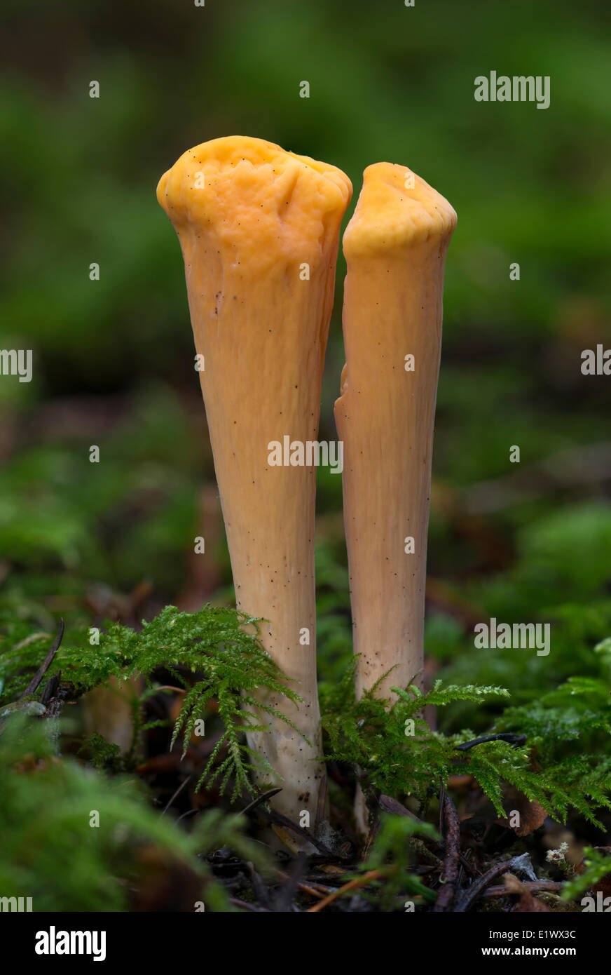 Clavariadelphus Truncatus - Beaver Lake Victoria BC Stockfoto