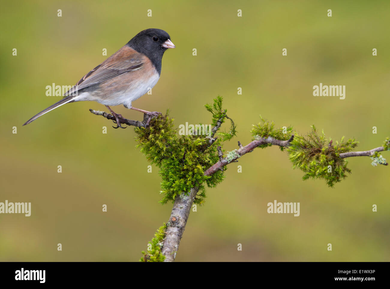 Dunkel-gemustertes Junco - Sannich BC Stockfoto