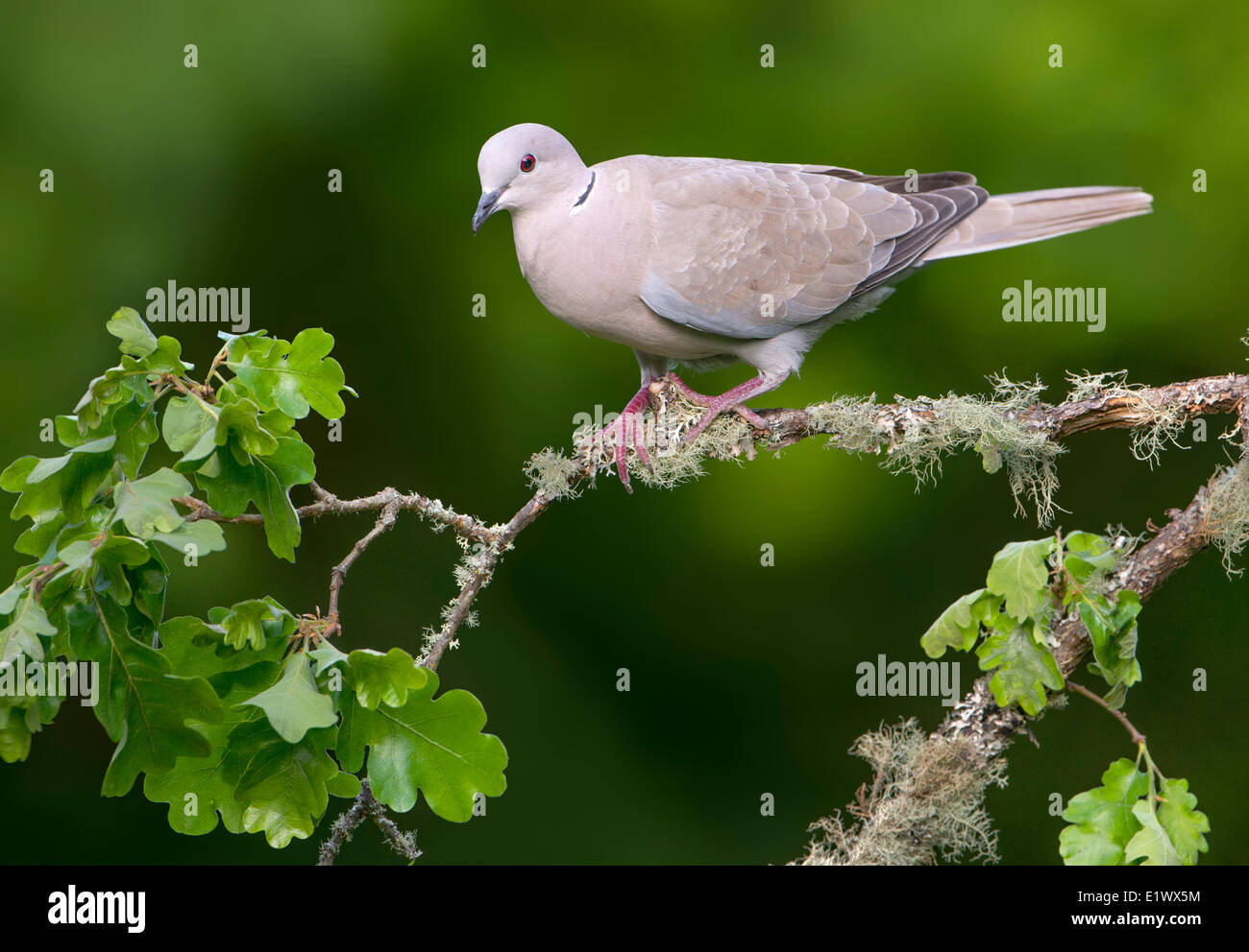 Eurasian Collared Dove - Saanich BC Stockfoto