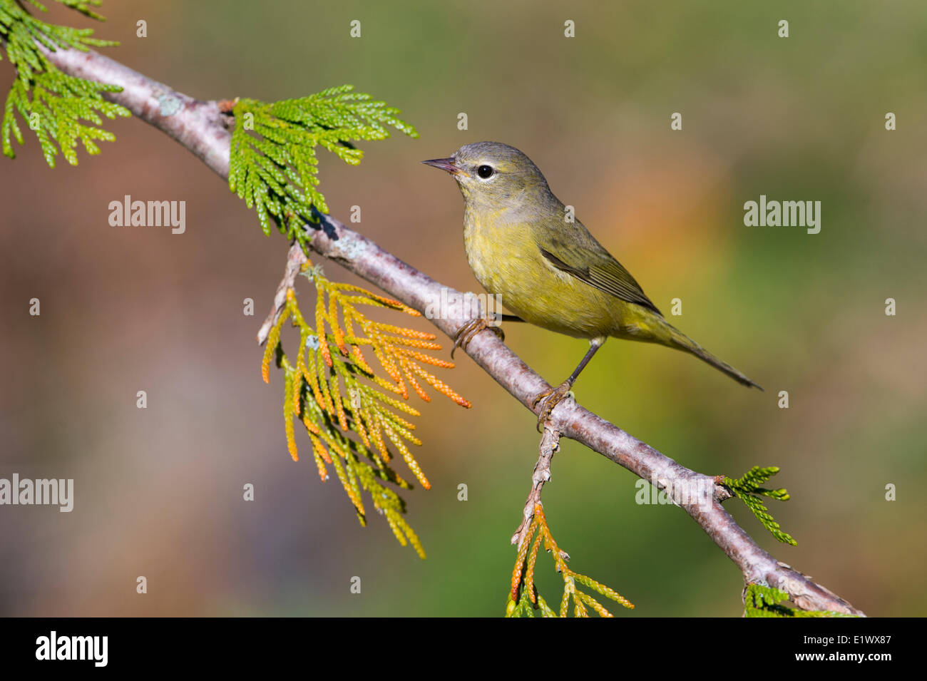 Orange-gekrönter Warbler - Saanich BC Stockfoto