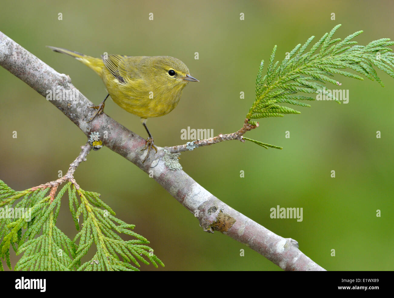 Orange-gekrönter Warbler - Saanich BC Stockfoto