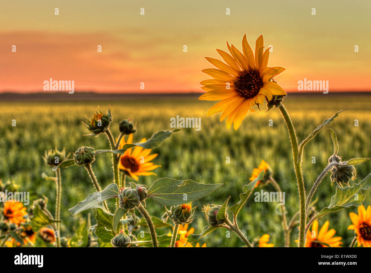 wilden Sonnenblume, südlichen Saskatchewan, nördlich von Gravelbourg, SK, Helianthus Annuus, kanadische Prärie Stockfoto