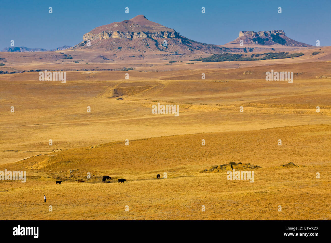 Die Drakensberge, KwaZulu-Natal, Südafrika Stockfoto